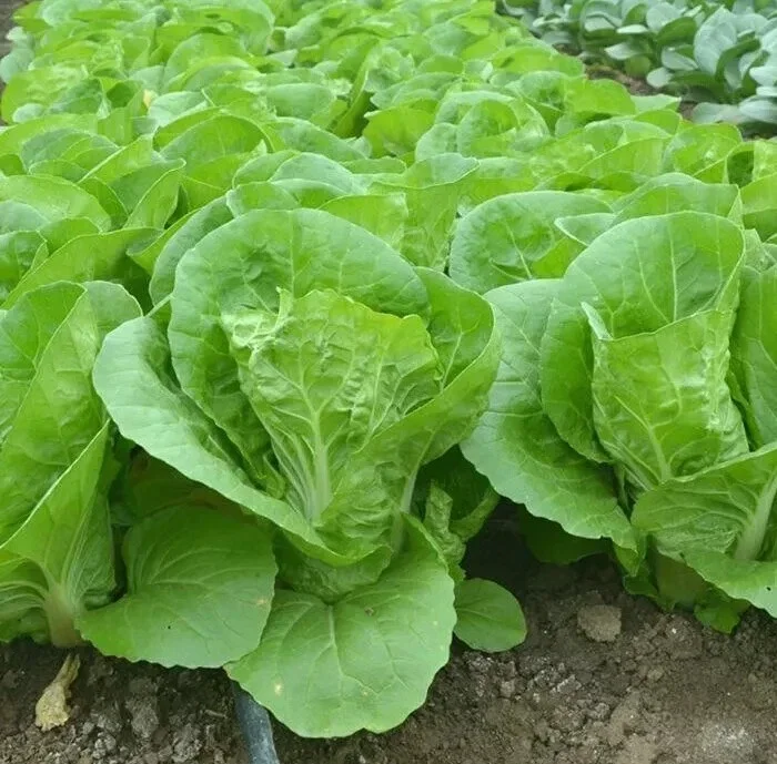 500+ Chinese Cabbage Seeds - Pak Choi Kuai Cai - Fast Growing Non-GMO Vegetable Seeds - Image 2