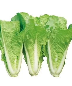 500+ Chinese Cabbage Seeds - Pak Choi Kuai Cai - Fast Growing Non-GMO Vegetable Seeds - Image 3