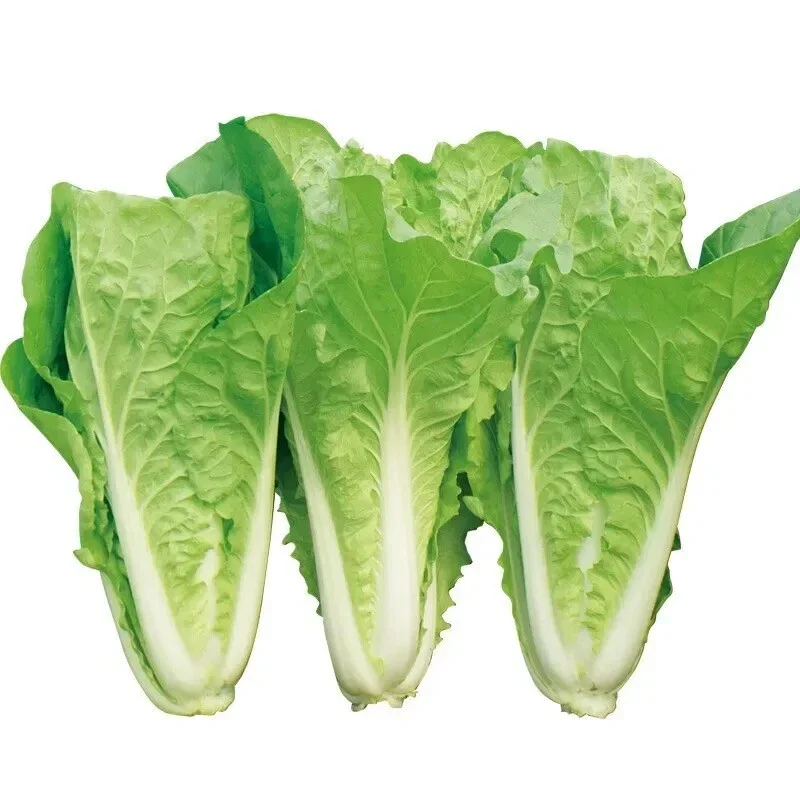 500+ Chinese Cabbage Seeds - Pak Choi Kuai Cai - Fast Growing Non-GMO Vegetable Seeds - Image 3