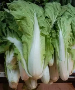 500+ Chinese Cabbage Seeds - Pak Choi Kuai Cai - Fast Growing Non-GMO Vegetable Seeds - Image 4