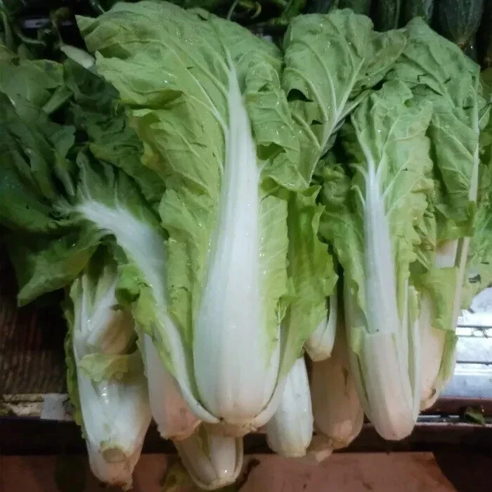 500+ Chinese Cabbage Seeds - Pak Choi Kuai Cai - Fast Growing Non-GMO Vegetable Seeds - Image 4