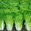 500+ Chinese Cabbage Seeds - Pak Choi Kuai Cai - Fast Growing Non-GMO Vegetable Seeds - Image 1