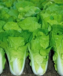 500+ Chinese Cabbage Seeds - Pak Choi Kuai Cai - Fast Growing Non-GMO Vegetable Seeds - Image 1