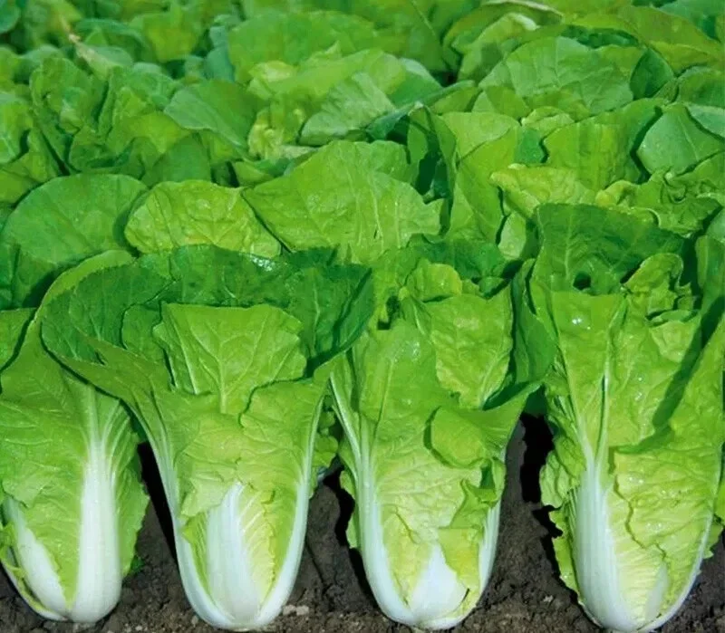 500+ Chinese Cabbage Seeds - Pak Choi Kuai Cai - Fast Growing Non-GMO Vegetable Seeds - Image 1