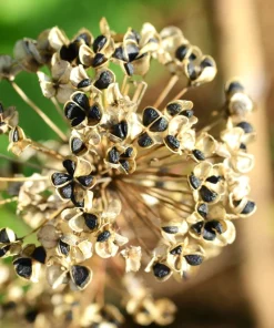 500 Chinese Leek Seeds - Allium Tuberosum Vegetable Seeds for Garden - Image 10