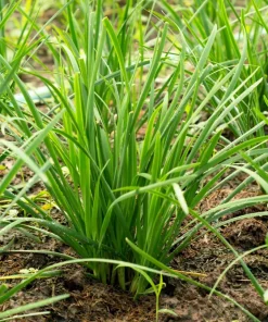 500 Chinese Leek Seeds - Allium Tuberosum Vegetable Seeds for Garden - Image 2