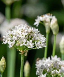 500 Chinese Leek Seeds - Allium Tuberosum Vegetable Seeds for Garden - Image 6