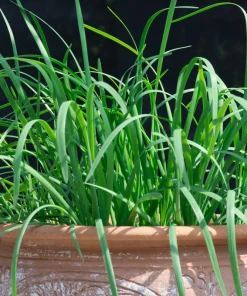 500 Chinese Leek Seeds - Allium Tuberosum Vegetable Seeds for Garden - Image 8