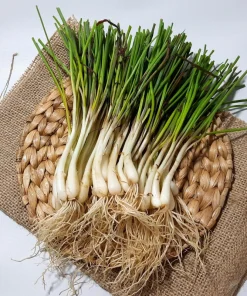 500 Chinese Leek Seeds - Allium Tuberosum Vegetable Seeds for Garden - Image 9