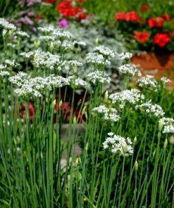 500 Chinese Leek Seeds - Oriental Garlic Chives Allium Tuberosum Vegetable Seeds - Image 3