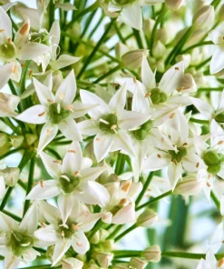 500 Chinese Leek Seeds - Oriental Garlic Chives Allium Tuberosum Vegetable Seeds - Image 7