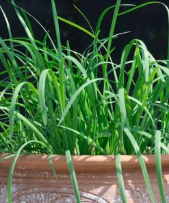 500 Chinese Leek Seeds - Oriental Garlic Chives Allium Tuberosum Vegetable Seeds - Image 8