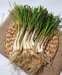 500 Chinese Leek Seeds - Oriental Garlic Chives Allium Tuberosum Vegetable Seeds - Image 9