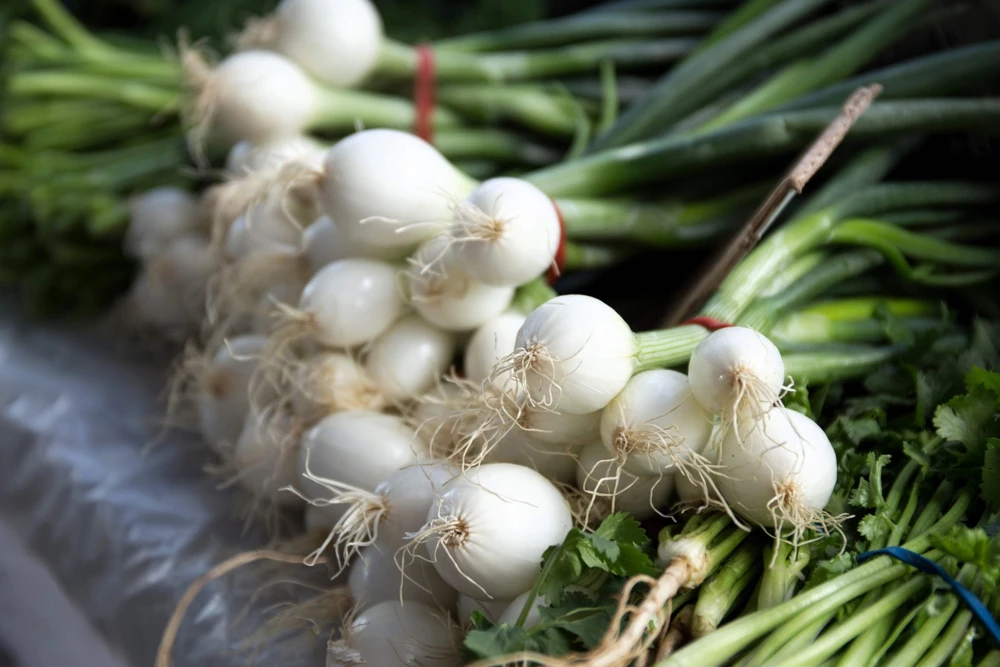 500 Crystal White Pearl Onion Seeds - Allium Cepa Vegetable Seeds for Planting - Image 2