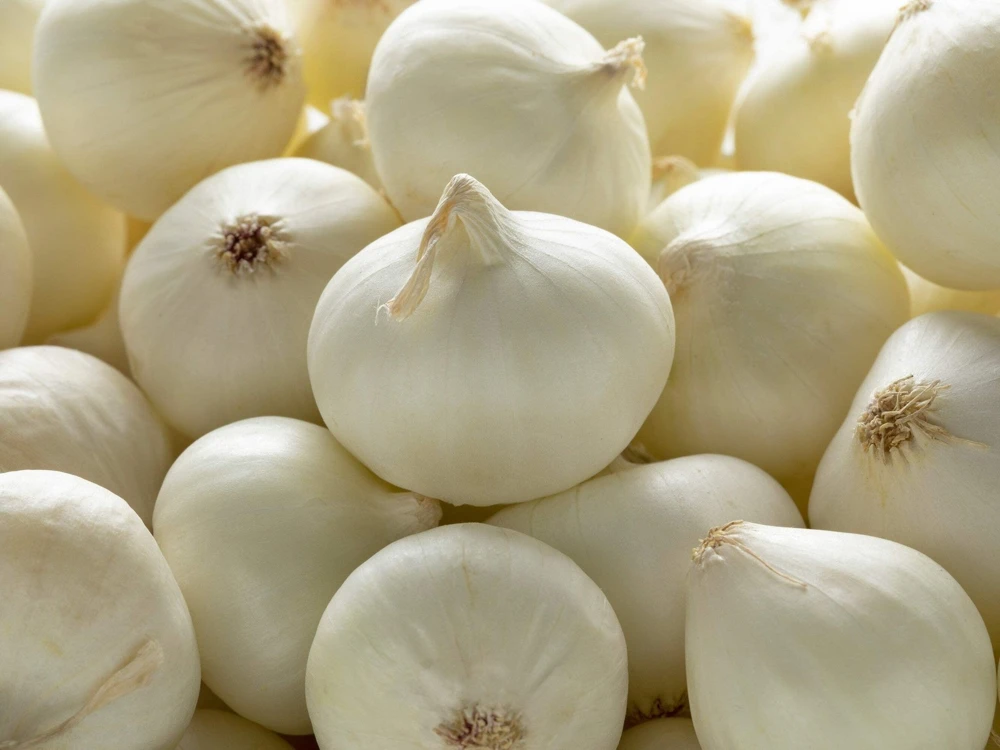 500 Crystal White Pearl Onion Seeds - Allium Cepa Vegetable Seeds for Planting - Image 5