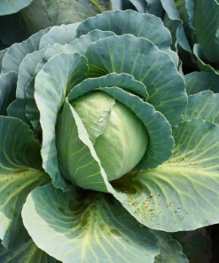 500 Danish Ballhead Cabbage Vegetable Seeds – Brassica Oleracea Capitata – Outdoor Garden - Image 2