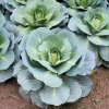 500 Danish Ballhead Cabbage Vegetable Seeds – Brassica Oleracea Capitata – Outdoor Garden - Image 1