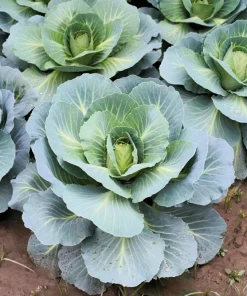500 Danish Ballhead Cabbage Vegetable Seeds – Brassica Oleracea Capitata – Outdoor Garden - Image 1