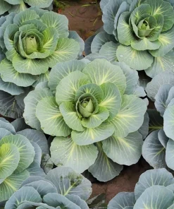 500 Danish Ballhead Cabbage Vegetable Seeds – Brassica Oleracea Capitata – Outdoor Garden - Image 3
