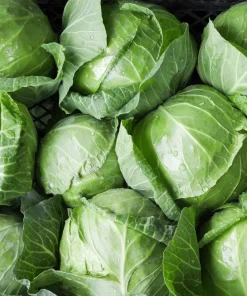 500 Danish Ballhead Cabbage Vegetable Seeds – Brassica Oleracea Capitata – Outdoor Garden - Image 4