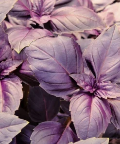 500 Dark Opal Basil Seeds - Purple Ruffles Herb Flower Seeds - Ocimum Basilicum - Image 2