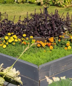 500 Dark Opal Basil Seeds - Purple Ruffles Herb Flower Seeds - Ocimum Basilicum - Image 3