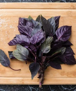 500 Dark Opal Basil Seeds - Purple Ruffles Herb Flower Seeds - Ocimum Basilicum - Image 4