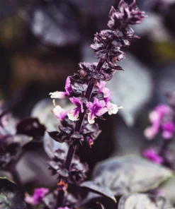 500 Dark Opal Basil Seeds - Purple Ruffles Herb Flower Seeds - Ocimum Basilicum - Image 5
