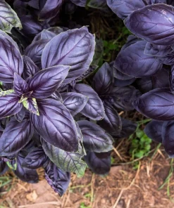 500 Dark Opal Basil Seeds - Purple Ruffles Herb Flower Seeds - Ocimum Basilicum - Image 6
