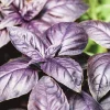 500 Dark Opal Basil Seeds - Purple Ruffles Herb Flower Seeds - Ocimum Basilicum - Image 1