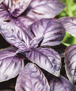 500 Dark Opal Basil Seeds - Purple Ruffles Herb Flower Seeds - Ocimum Basilicum - Image 1