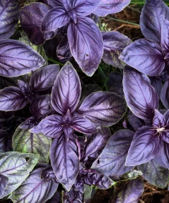 500 Dark Opal Basil Seeds - Purple Ruffles Herb Flower Seeds - Ocimum Basilicum - Image 7
