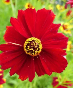 500 Dwarf Plains Coreopsis Tinctoria Flower Seeds - Red Annual Blooms - Image 2