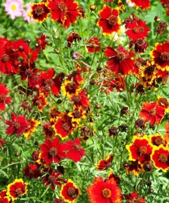 500 Dwarf Plains Coreopsis Tinctoria Flower Seeds - Red Annual Blooms - Image 3