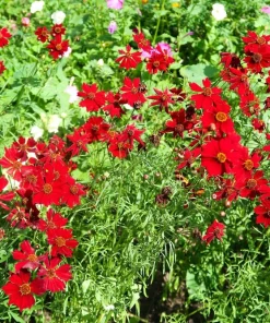 500 Dwarf Plains Coreopsis Tinctoria Flower Seeds - Red Annual Blooms - Image 4