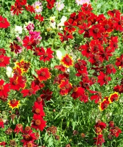 500 Dwarf Plains Coreopsis Tinctoria Flower Seeds - Red Annual Blooms - Image 5