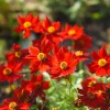 500 Dwarf Plains Coreopsis Tinctoria Flower Seeds - Red Annual Blooms - Image 1