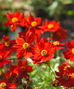500 Dwarf Plains Coreopsis Tinctoria Flower Seeds - Red Annual Blooms - Image 1