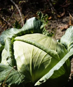 500 Flat Dutch Late Cabbage Vegetable Seeds - Brassica Oleracea Capitata - Image 2