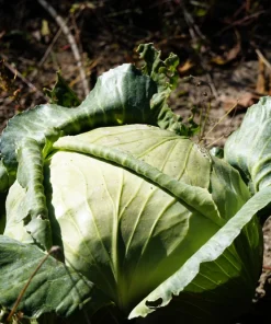 500 Flat Dutch Late Cabbage Vegetable Seeds - Brassica Oleracea - Image 2