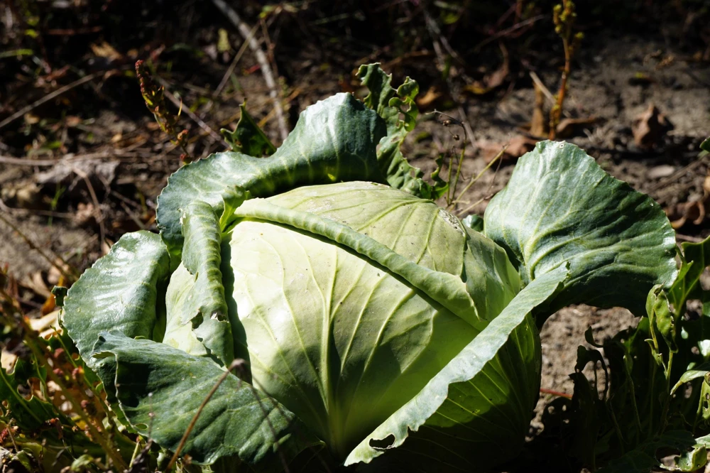 500 Flat Dutch Late Cabbage Vegetable Seeds - Brassica Oleracea - Image 2