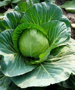 500 Flat Dutch Late Cabbage Vegetable Seeds - Brassica Oleracea - Image 3