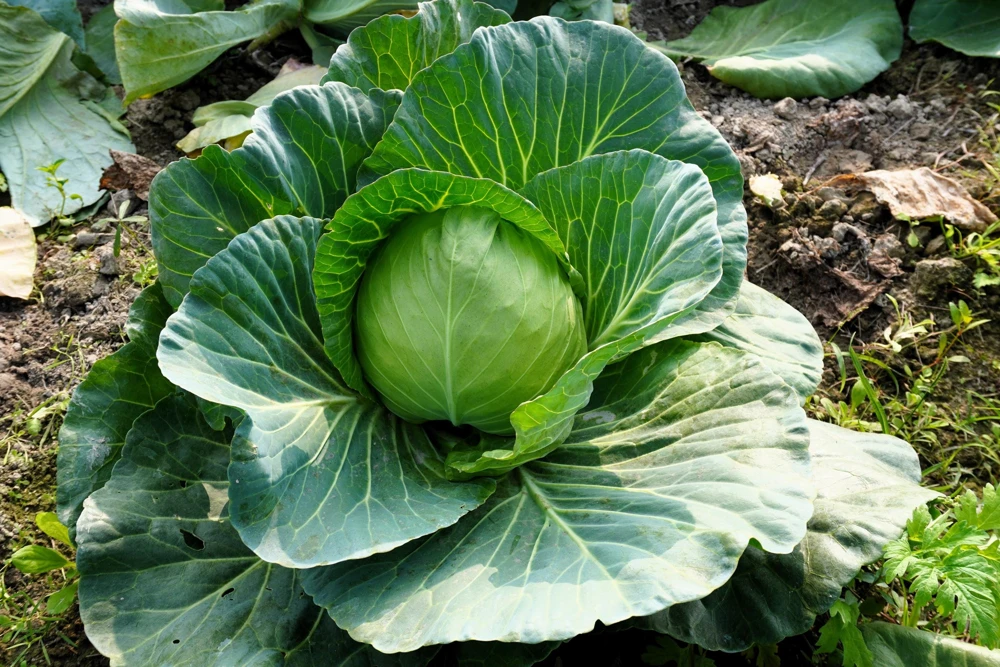 500 Flat Dutch Late Cabbage Vegetable Seeds - Brassica Oleracea - Image 3