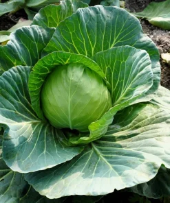 500 Flat Dutch Late Cabbage Vegetable Seeds - Brassica Oleracea Capitata - Image 3