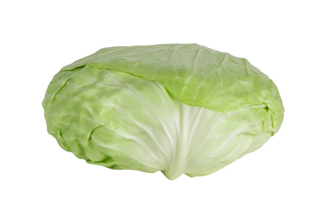500 Flat Dutch Late Cabbage Vegetable Seeds - Brassica Oleracea - Image 4