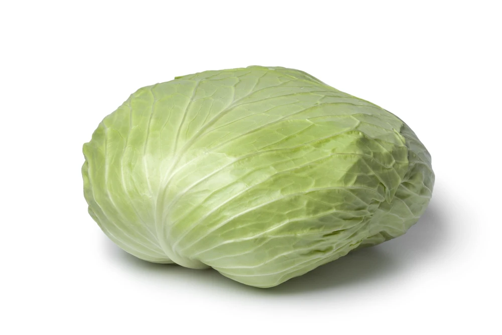 500 Flat Dutch Late Cabbage Vegetable Seeds - Brassica Oleracea - Image 1