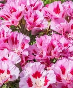 500 Godetia Grandiflora Clarkia Amoena Mixed BiColor Flower Seeds - Image 10