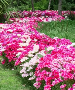 500 Godetia Grandiflora Clarkia Amoena Mixed BiColor Flower Seeds - Image 11