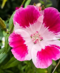500 Godetia Grandiflora Clarkia Amoena Mixed BiColor Flower Seeds - Image 12
