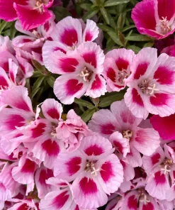 500 Godetia Grandiflora Clarkia Amoena Mixed BiColor Flower Seeds - Image 13